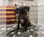 Small #1 American Staffordshire Terrier Mix