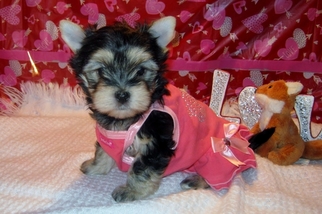 Morkie Puppy for sale in FAIRFIELD, OH, USA