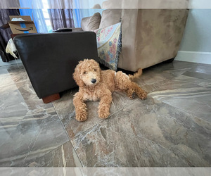 Goldendoodle Puppy for sale in COOPER CITY, FL, USA