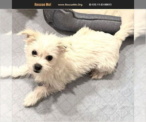 Parson Russell Terrier Dogs for adoption in Benton, PA, USA