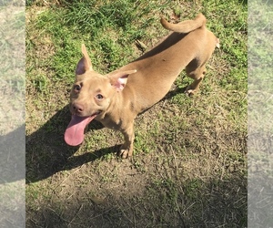 Basenji-Pembroke Welsh Corgi Mix Puppy for sale in MADERA, CA, USA