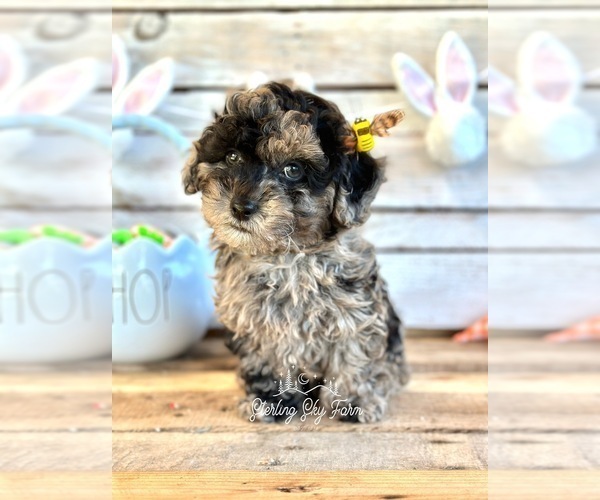 Medium Photo #3 Poodle (Toy) Puppy For Sale in SAINT AUGUSTINE, FL, USA