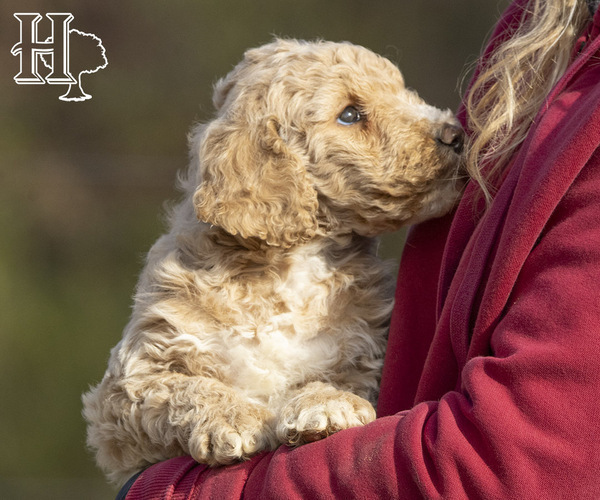 Medium Photo #2 Poodle (Standard) Puppy For Sale in ELLENBORO, NC, USA