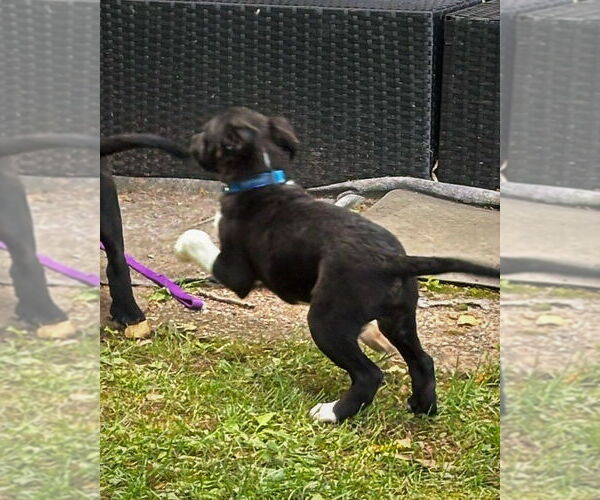 Medium Photo #2 Border Collie-Jack Russell Terrier Mix Puppy For Sale in MECHANICSBURG, PA, USA