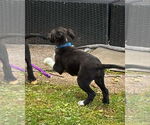 Small #1 Border Collie-Jack Russell Terrier Mix