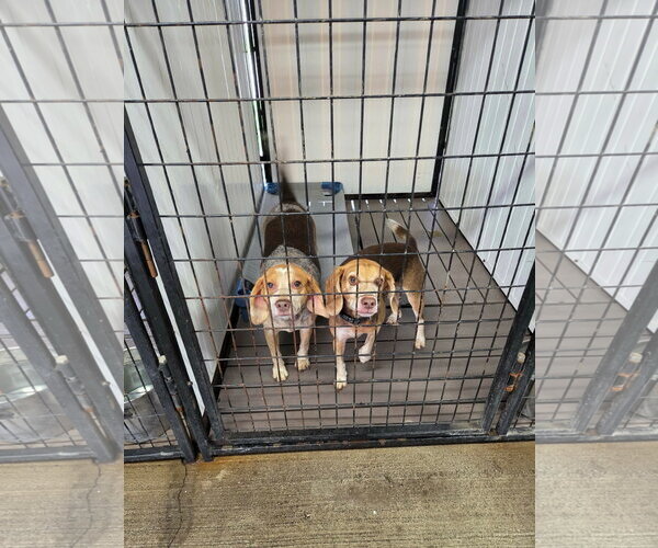 Medium Photo #5 Beagle Puppy For Sale in Tampa, FL, USA