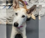 Jubilee - Female Siberian Husky-Unknown Mix Dog for Adoption - Small photo