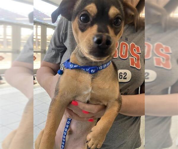 Medium Photo #1 Chihuahua Puppy For Sale in San Antonio, TX, USA