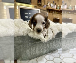 Dachshund Puppy for sale in CONCORDIA, MO, USA