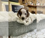 Image preview for Ad Listing. Nickname: Puppy 4