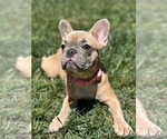 Small French Bulldog