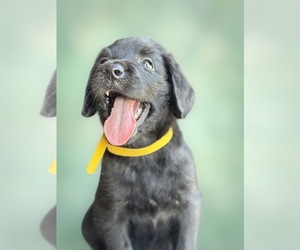 Medium Labradoodle