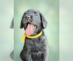 Puppy Puppy 4 Labradoodle