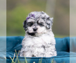 Small #1 Maltipoo (Miniature)