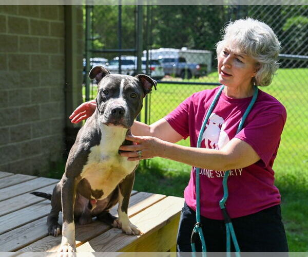 Medium Photo #4 American Pit Bull Terrier Puppy For Sale in Glen Allen, VA, USA