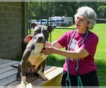 Small #3 American Pit Bull Terrier
