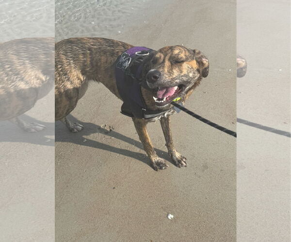 Medium Photo #12 Labrador Retriever-Plott Hound Mix Puppy For Sale in Sanford, FL, USA