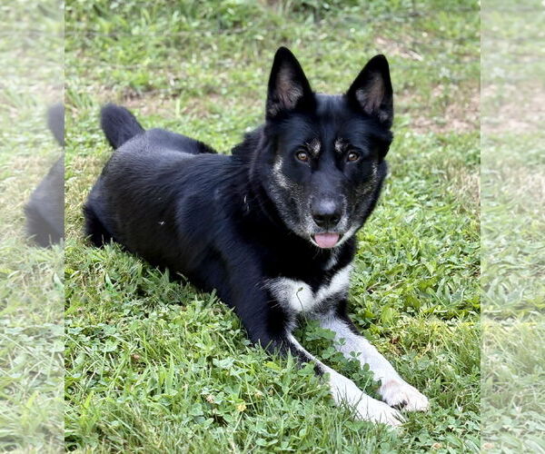 Medium Photo #6 Mutt Puppy For Sale in Spring Lake, NJ, USA