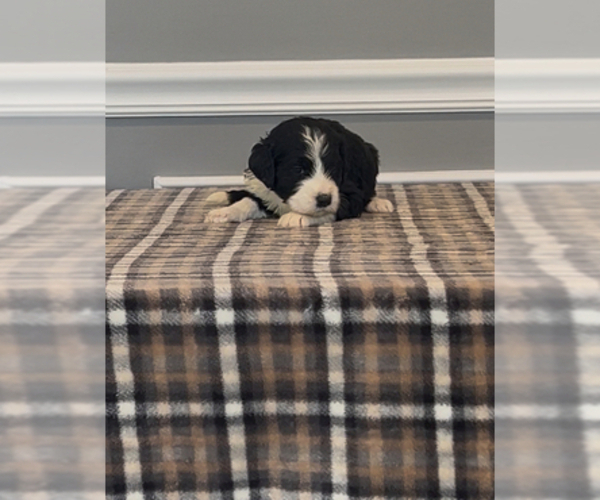 Medium Photo #82 Bernedoodle-Labradoodle Mix Puppy For Sale in MILFORD, NJ, USA