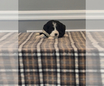 Small Photo #82 Bernedoodle-Labradoodle Mix Puppy For Sale in MILFORD, NJ, USA