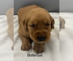 Small #3 Golden Retriever