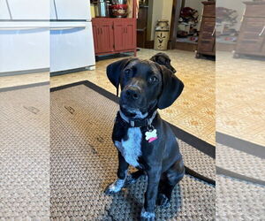 Doberman Pinscher-Unknown Mix Dogs for adoption in Minneaoplis, MN, USA