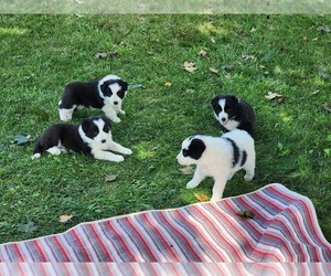 Border-Aussie Litter for sale in SCANDINAVIA, WI, USA