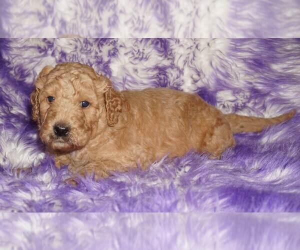 Medium Photo #1 Labradoodle mix (+ Poodle Standard) Puppy For Sale in LA HABRA, CA, USA