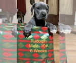 Small Photo #1 Great Dane Puppy For Sale in WILLIS, TX, USA