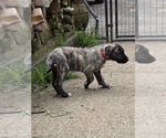 Puppy Puppy 2 Irish Wolfhound