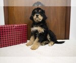 Puppy 1 Bernedoodle