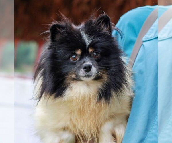 Medium Photo #1 Pomeranian Puppy For Sale in MANHEIM, PA, USA