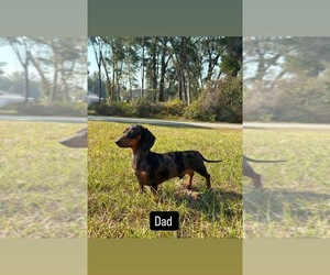 Father of the Dachshund puppies born on 05/01/2025