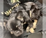 Small Photo #9 French Bulldog Puppy For Sale in CINCINNATI, OH, USA