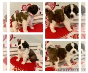 Saint Bernard Puppy for sale in BOHEMIA, NY, USA