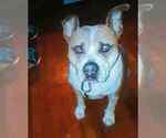 Small Photo #2 American Pit Bull Terrier Puppy For Sale in ATL, GA, USA