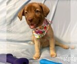 Small #3 Labrador Retriever Mix