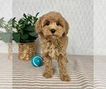 Small #1 Cavapoo