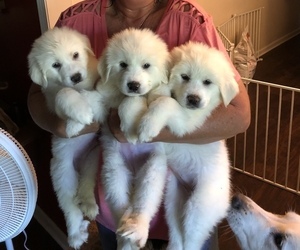 Great Pyrenees Puppy for Sale in STATESVILLE, North Carolina USA