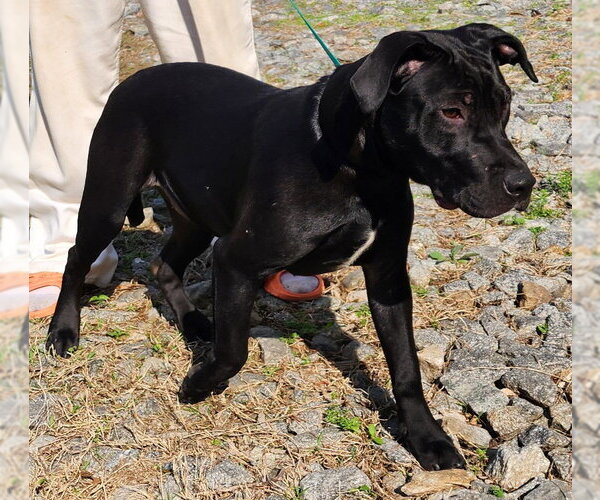 Medium Photo #7 Bulldog-Labrador Retriever Mix Puppy For Sale in Wetumpka, AL, USA