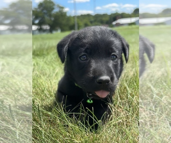 Medium Photo #10 Labrador Retriever Puppy For Sale in FREDERICKSBG, OH, USA