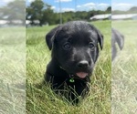Small #9 Labrador Retriever