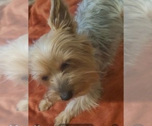 Mother of the Yorkshire Terrier puppies born on 03/31/2026