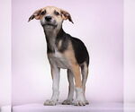 Small #2 Mutt
