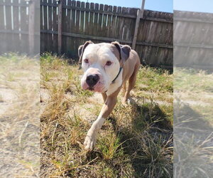 Boss - Male American Pit Bull Terrier Dog for Adoption - Photo #7