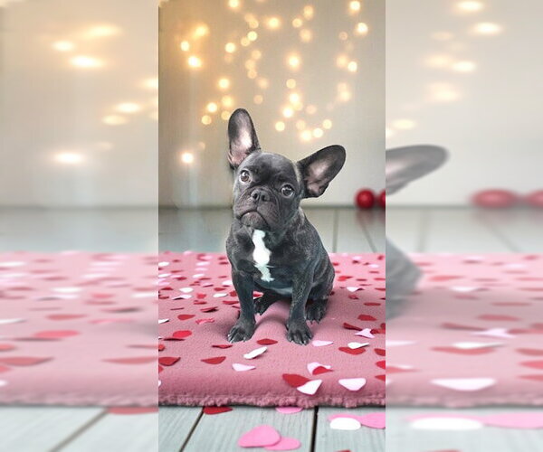 Medium Photo #5 French Bulldog Puppy For Sale in Weston, FL, USA