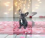 Small #4 French Bulldog