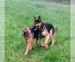 Small Photo #3 German Shepherd Dog Puppy For Sale in Albany, OR, USA