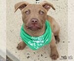 Small #9 Labrador Retriever Mix