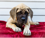 Small #2 Mastiff